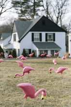 Pink Lawn Ornaments Of The Flamingo Type