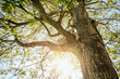 © Leander Nardin/Stocksy - young boy sitting on a tree seen from below
