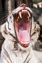 A Portrait Of A Rare Bengal / White Tiger Roaring