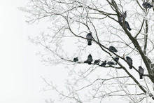 Birds On Branches Of Winter Trees 