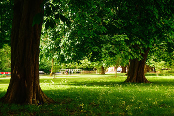 Wall Mural - Countryside landscape. Big green trees