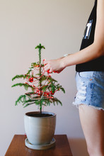 Girl Decorating A Small Norfolk Island Pine Tree For Christmas - Vertical
