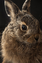Portrait Of A Young Hare