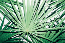 Palm Leaves On A White Background