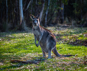 Friendly kangaroo 