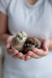 © Melanie DeFazio/Stocksy - chicks