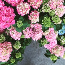 Pink And Green Hydrangeas At A Flower Market