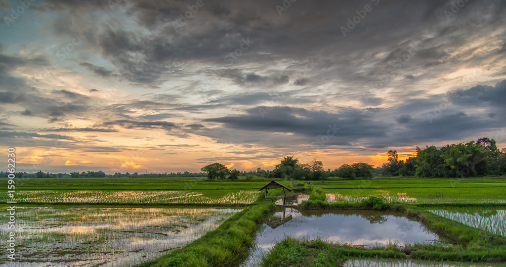 Beautiful view of rice paddy field during sunset in Thailnad. Nature composition - obrazy, fototapety, plakaty 