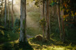 © HOWL/Stocksy - View of sunlight in forest
