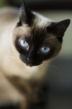 Portrait Of Cat With Blue Eyes At Home,natural Light 