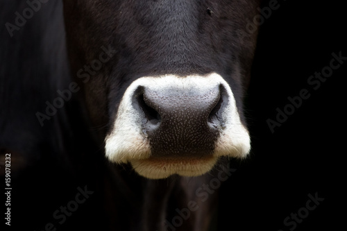 500_F_159078232_sMXH8gjlJ2Y16twnz2G1QVjnyjBb1jaj.jpg