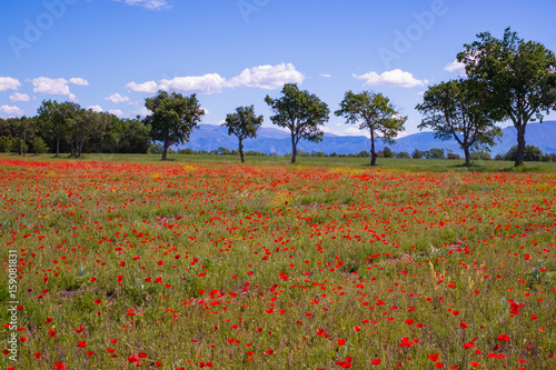 Zdjęcie XXL Provence krajobraz w wiośnie, Francja. Pole maków, drzew, gór (Alpy) w tle