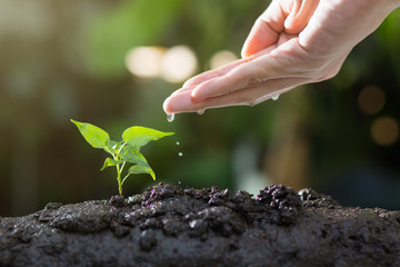 Agriculture , Growing plants , Plant seedling , Hand nurturing and watering young plants growing on fertile soil with natural green background.