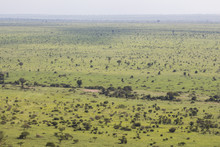 Wide And Green Landscape View Of Kruger National Park