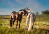 Fototapeta Konie - Dapple-grey and bay horses together in evening