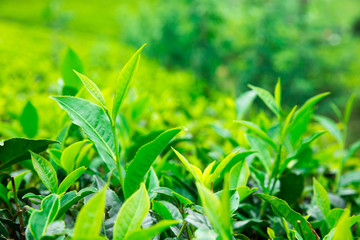  Tea plantation . Nature background