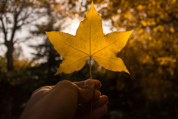 fall maple leaf on natural background