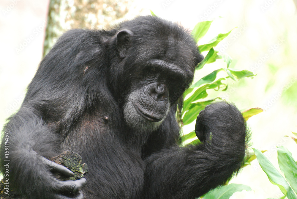 Funny Chimpanzee Flexing His Muscles And Looking Buff Stock Photo funny-chimpanzee-flexing-his-muscles-and-looking-buff-stock-photo