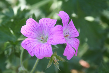 Wall Mural - Malva con fiori rosa in giardino