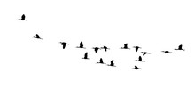 Glossy Ibis (Plegadis Falcinellus) Wedge In Flight. Vector Silhouette A Flock Of Birds