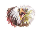 Fototapeta  - Голова белого орла с открытым клювом, акварельная иллюстрация