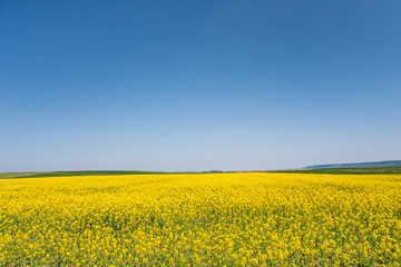 Yellow field of rapeseed in bloom 