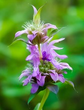 An Up Close View Of Lamiaceae Or Purple Horsemint Wildflower Blooming