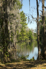 Shingle Creek With Moss Draped Trees In Kissimmee, Florida.