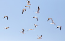 A Flock Of Seagulls In Flight