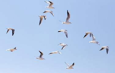 Sticker - a flock of seagulls in flight