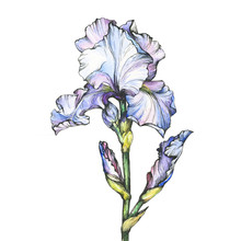 Graphic The Branch  Flowering  Light Blue Iris With Bud. Black And White Outline Illustration With Watercolor Hand Drawn Painting. Isolated On White Background.