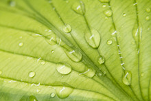 Close Up Of A Hostas Leaf With Water On It.