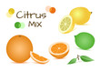 Colored vector set of citrus fruits
