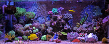 Coral Reef Aquarium Tank