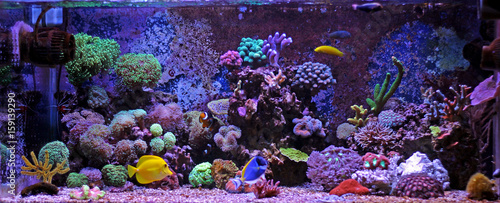 Dekoracja na wymiar  zbiornik-akwariowy-z-rafa-koralowa