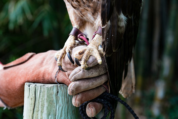 falconry jesses on red tailed hawk