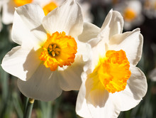 Two Vibrant Daffodils