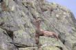 Ibex, Capra Ibex, laying on high mountain cliffs with blue sky and flowers