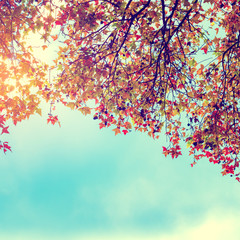 Wall Mural - beautiful autumn leaves and sky background in fall season, colorful maple foliage tree in the autumn