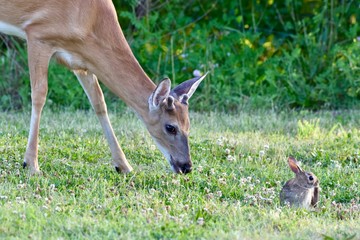 Wall Mural - Real life bambi and thumper 