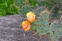 Orange Flower On Top Of A Green Cactus