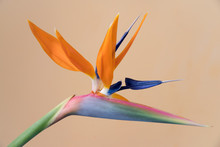 Strelitzia Reginae, Bird Of Paradise Flower