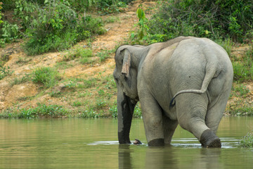 Wild elephant playing the water fun.