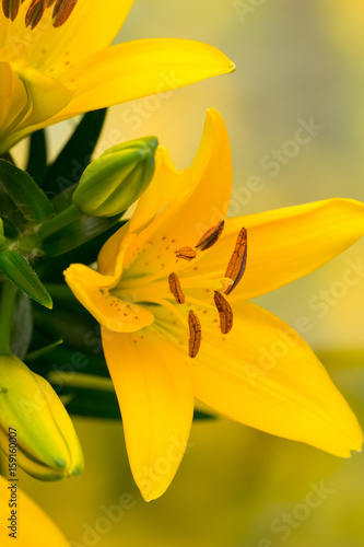 Plakat Leluja żółty kwiat z pączkami na szarym tle.