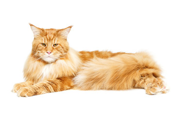 Beautiful maine coon cat