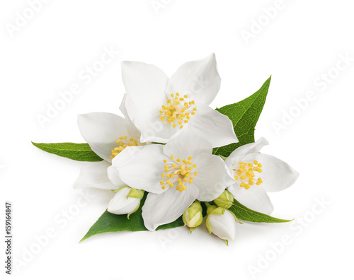 White flowers of jasmine on white isolated background Tableau sur Toile