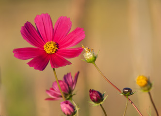 Wall Mural - cosmos close