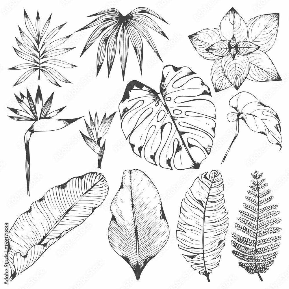 Tropical plants. Set of vector illustrations with tropical branches. Hand drawing for design - obrazy, fototapety, plakaty 