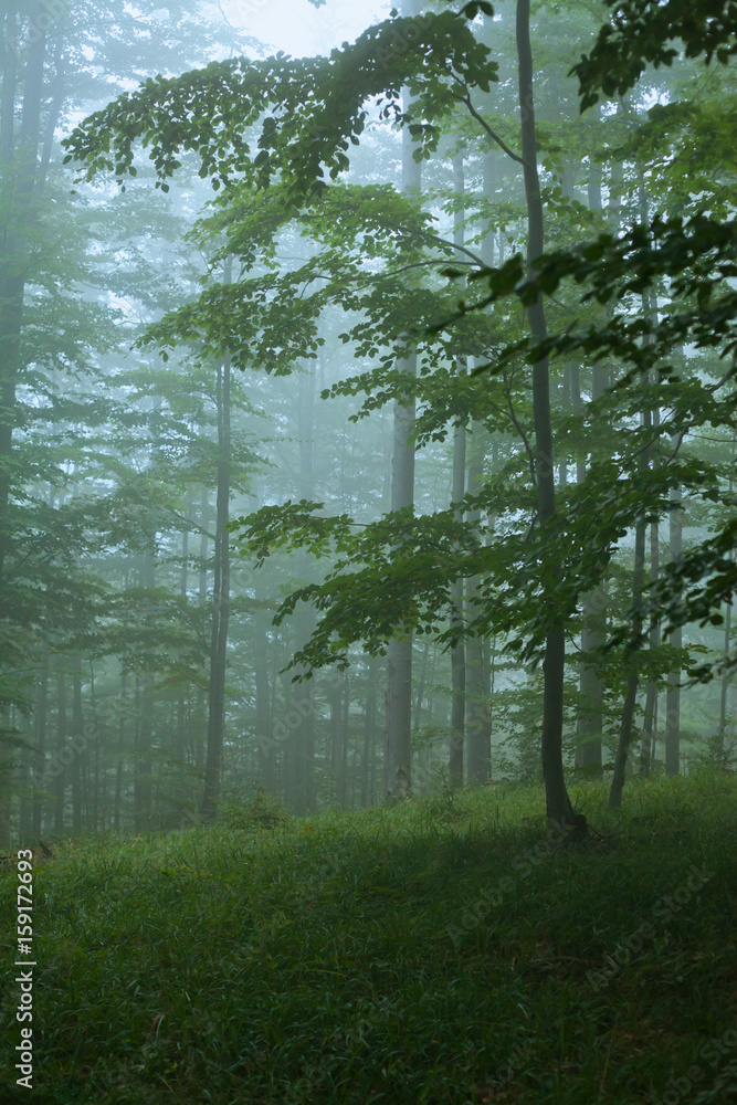 Spooky forest in Bieszczady Mountains in Poland. - obrazy, fototapety, plakaty 