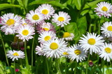 Fototapeta Kwiaty - The flowers are Daisies perennial (lat. Bellis perennis)